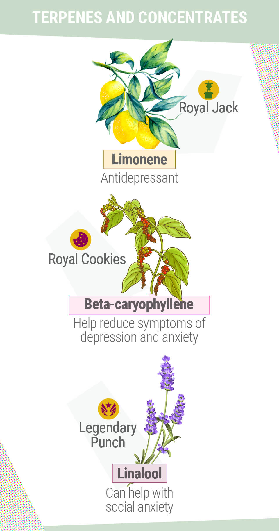 TERPENER OG KONCENTRATER