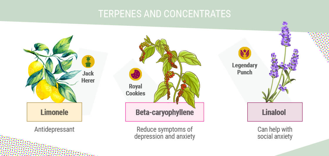 TERPENER OG KONCENTRATER