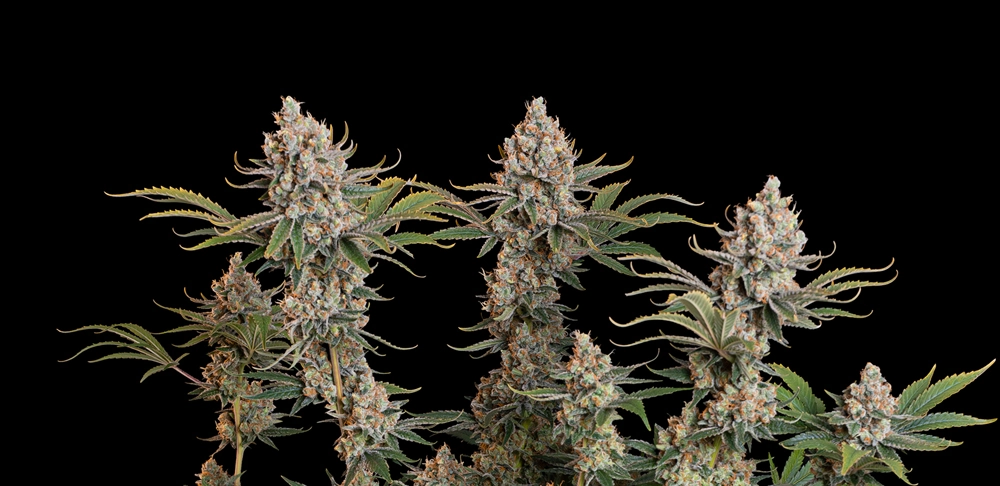 Trainwreck Auto Trainwreck Auto