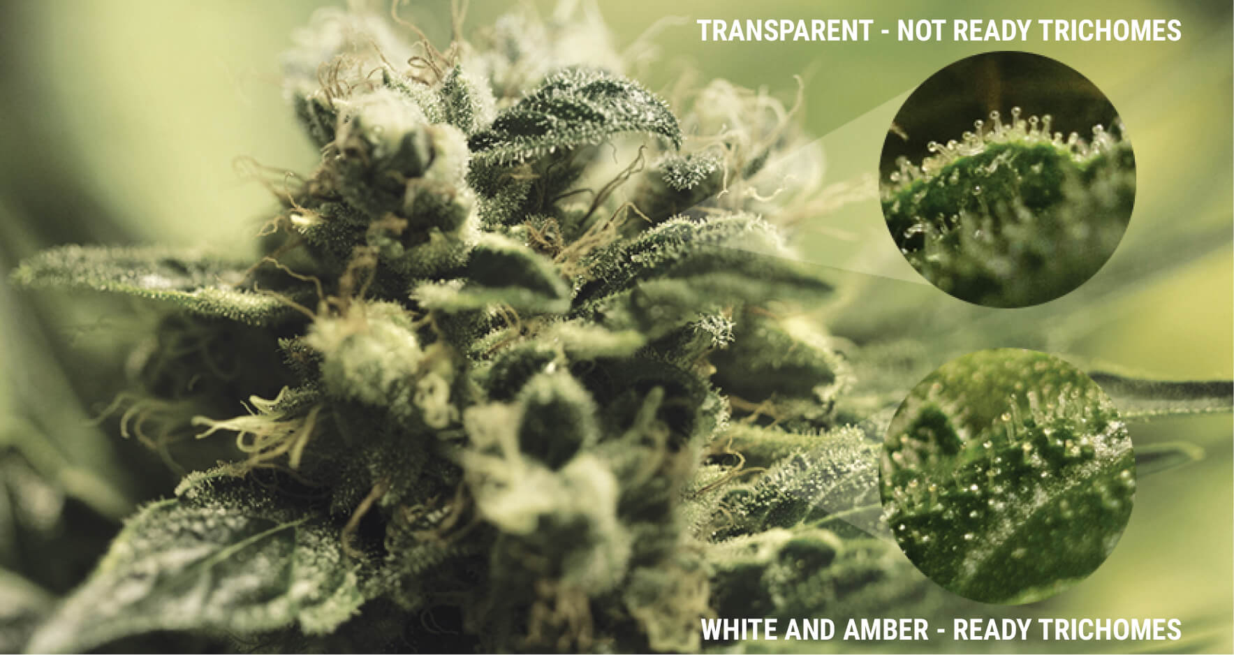 WHAT ARE TRICHOMES? WHAT ARE TRICHOMES?