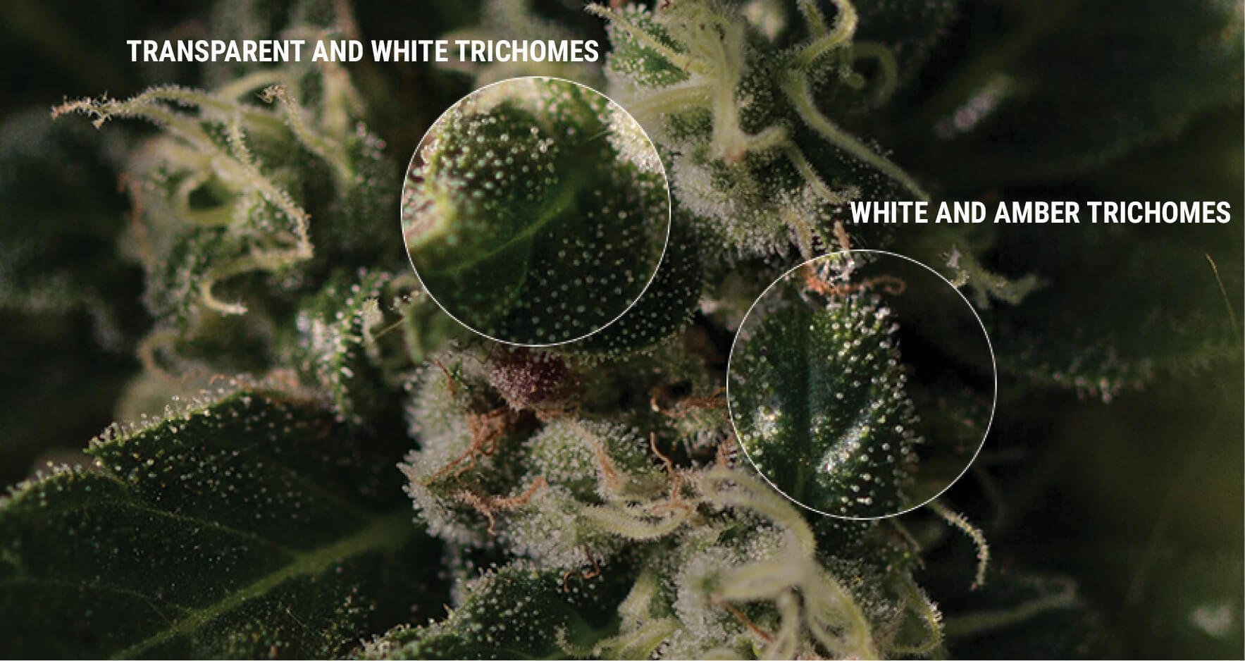 HOW TO INSPECT YOUR TRICHOMES HOW TO INSPECT YOUR TRICHOMES
