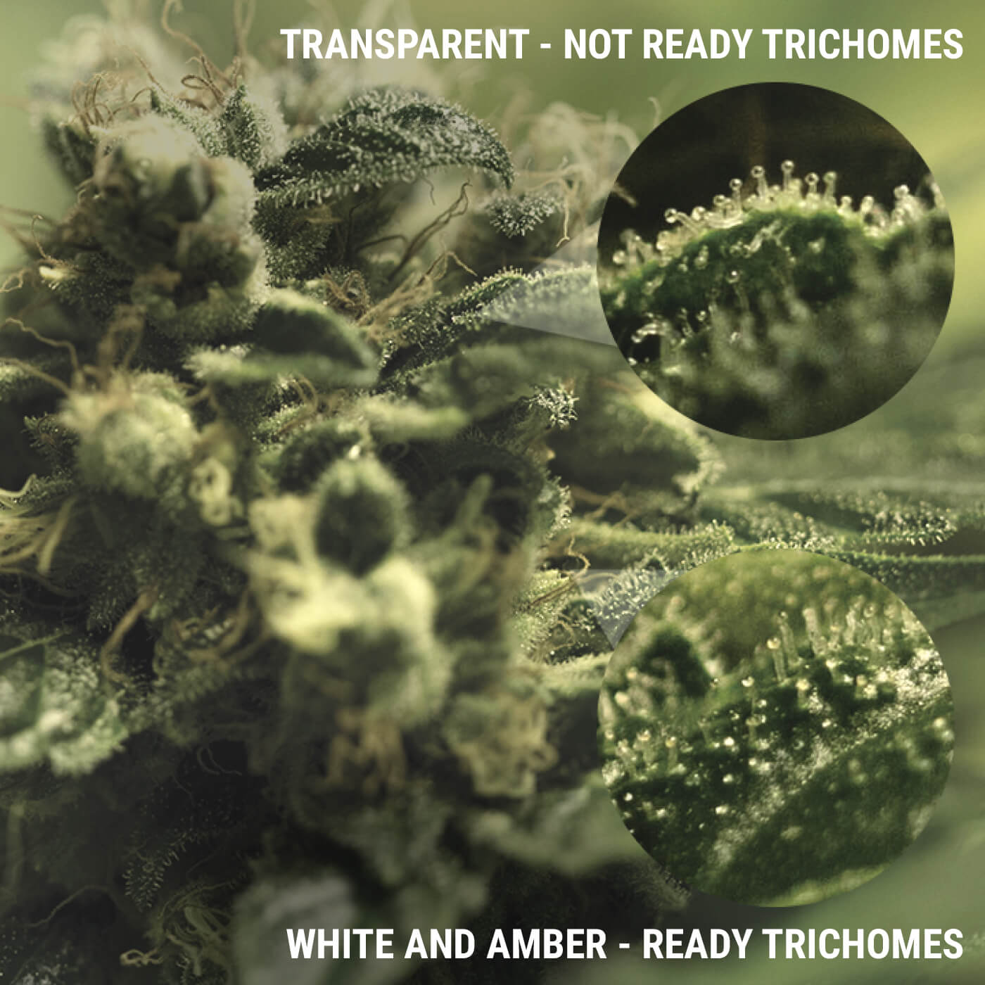 WHAT ARE TRICHOMES? WHAT ARE TRICHOMES?