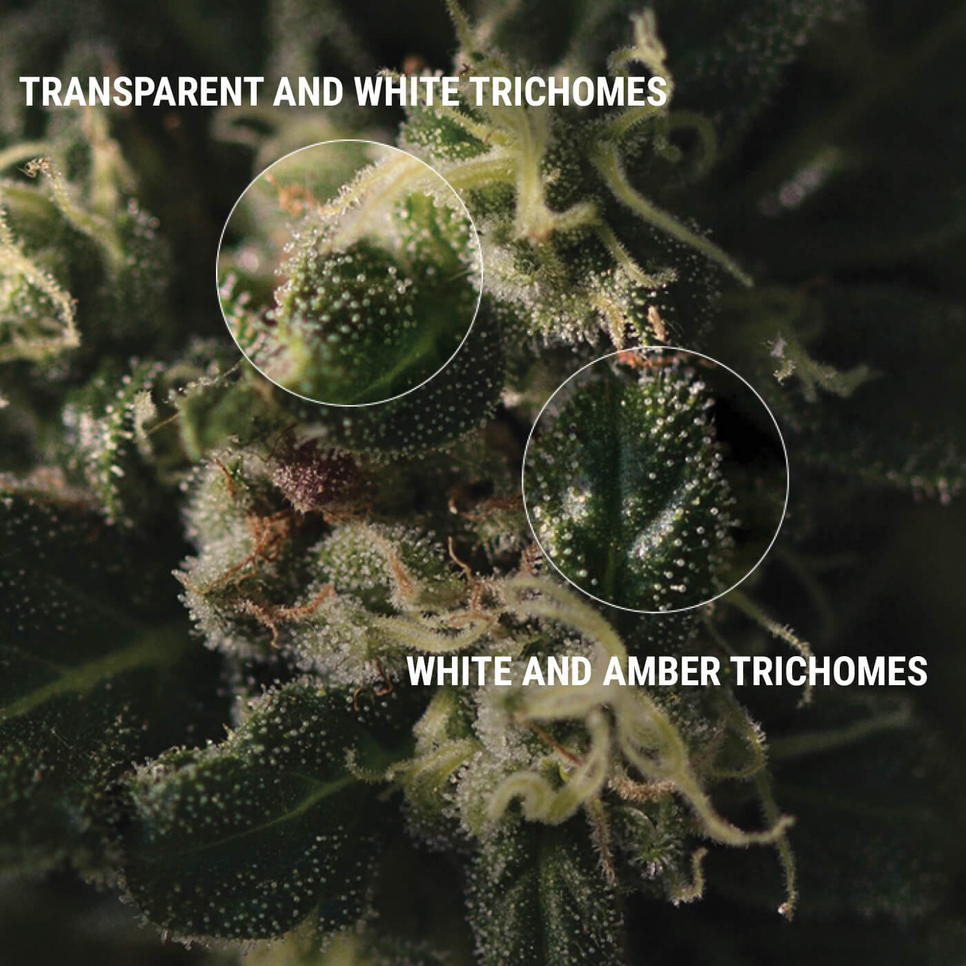 HOW TO INSPECT YOUR TRICHOMES HOW TO INSPECT YOUR TRICHOMES
