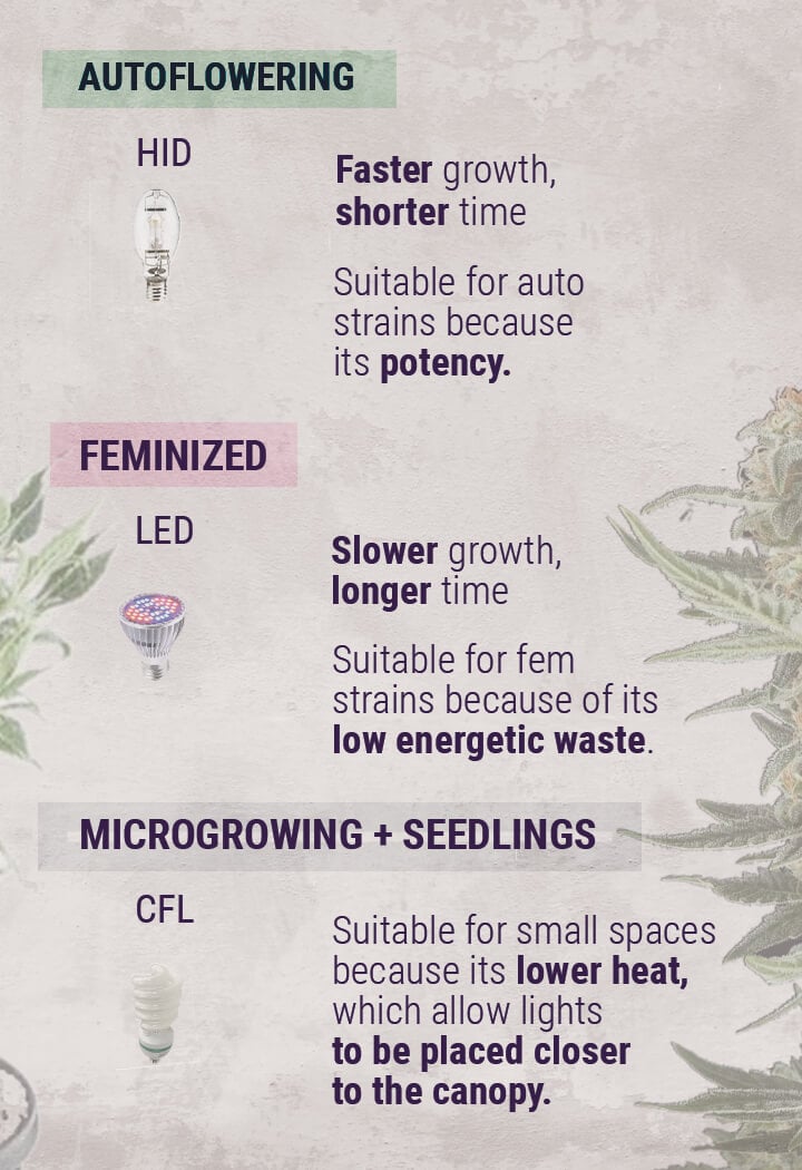 Tips til cannabisdyrkning: Sådan opsætter du indendørs vækstlys