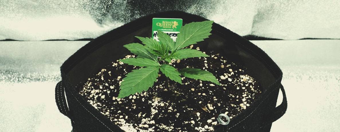 Kimplantestadiet (uge 1) Kimplantestadiet (uge 1)