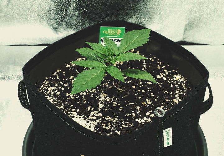 Kimplantestadiet (uge 1) Kimplantestadiet (uge 1)