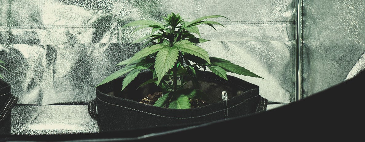 Den vegetative fase (uge 2) Den vegetative fase (uge 2)