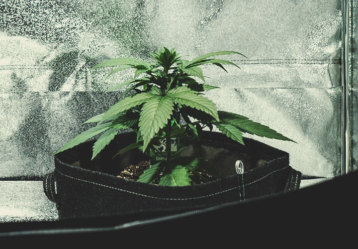 Den vegetative fase (uge 2) Den vegetative fase (uge 2)