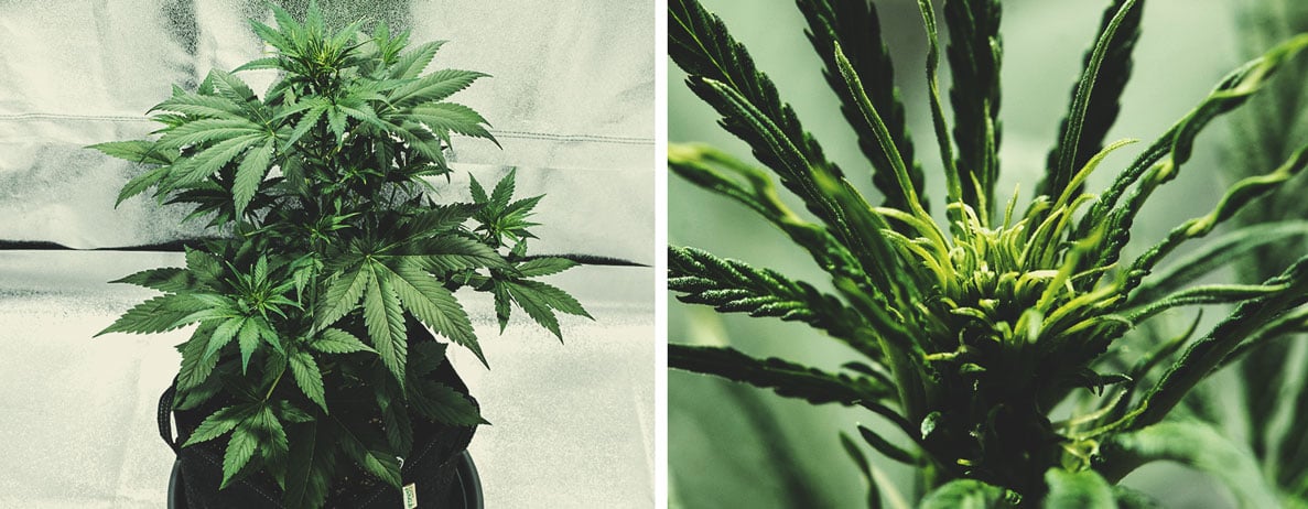 Den vegetative fase (uge 3) Den vegetative fase (uge 3)