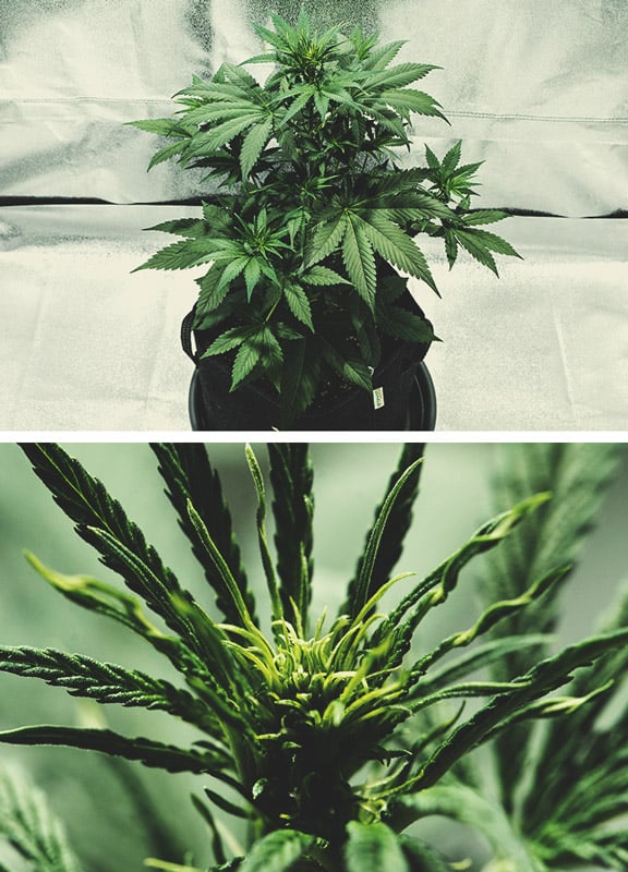 Den vegetative fase (uge 3) Den vegetative fase (uge 3)
