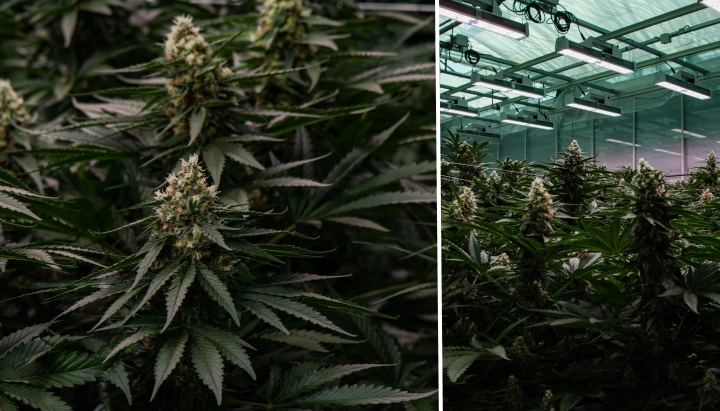 F1-hybridcannabis: vanding og dræning F1-hybridcannabisplanter dyrket indendørs under LED-lys, med tætte harpiksrige blomster, grønt løv og et kontrolleret dyrkningsmiljø.