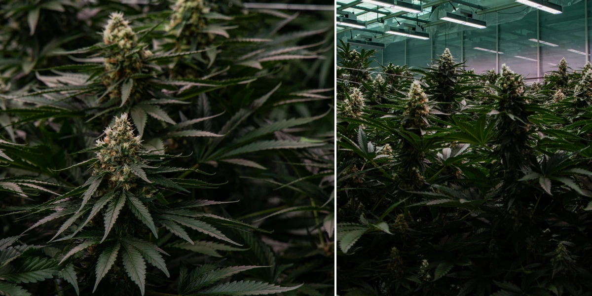 F1-hybridcannabis: vanding og dræning F1-hybridcannabisplanter dyrket indendørs under LED-lys, med tætte harpiksrige blomster, grønt løv og et kontrolleret dyrkningsmiljø.