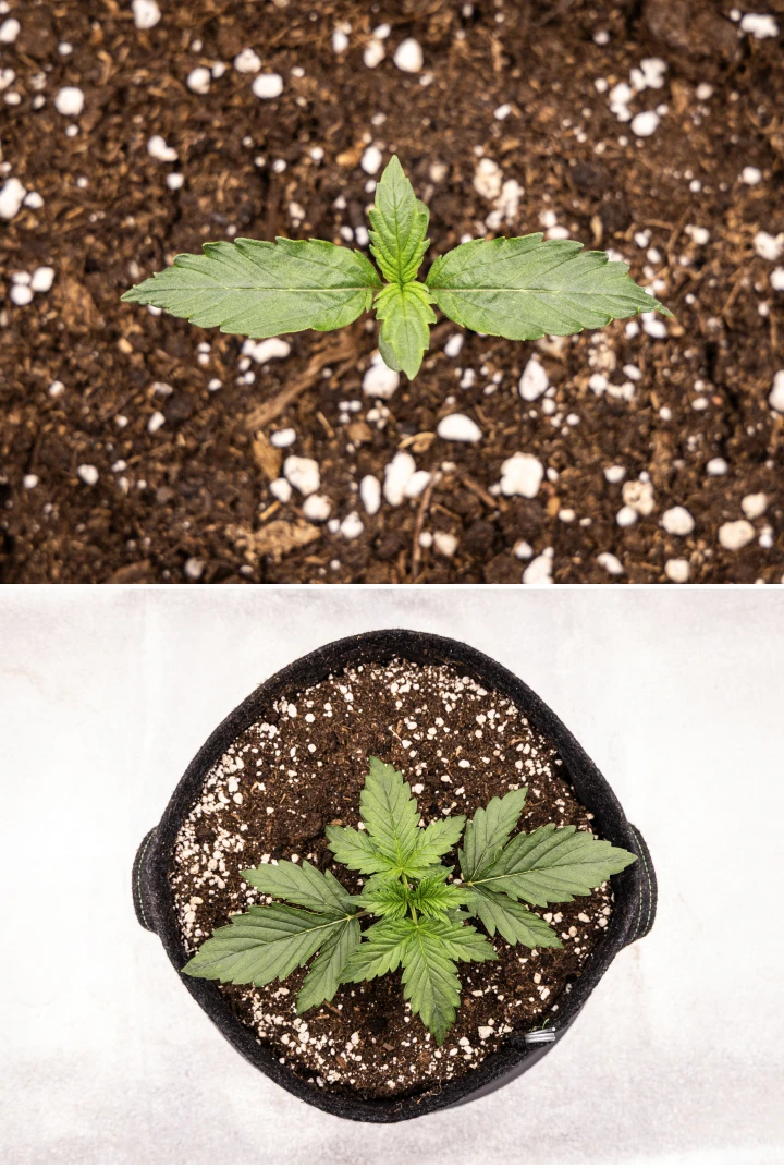 Wedding Cake Auto cannabisplante vokser i jord i uge 1 af grow reporten, med tidlig bladudvikling, sund grøn vækst, perlit-rigt substrat og en stofpotte.