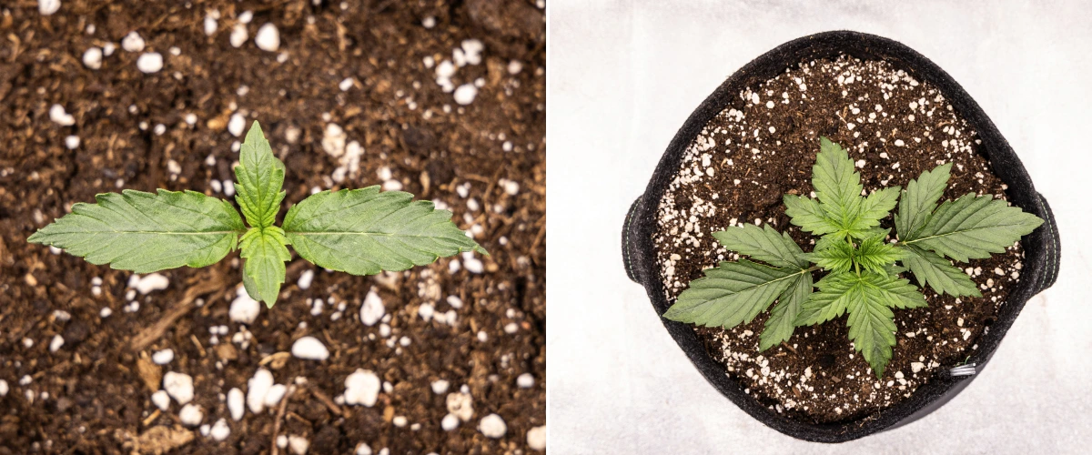 Wedding Cake Auto cannabisplante vokser i jord i uge 1 af grow reporten, med tidlig bladudvikling, sund grøn vækst, perlit-rigt substrat og en stofpotte.