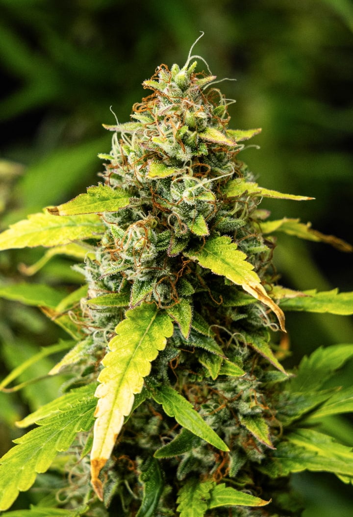 Nærbillede af Wedding Cake Auto cannabisbuds i uge 10 af grow reporten, med tætte harpiksholdige blomster, orange pistiller, frostklare trikomer og falmende blade fra sen blomstring.