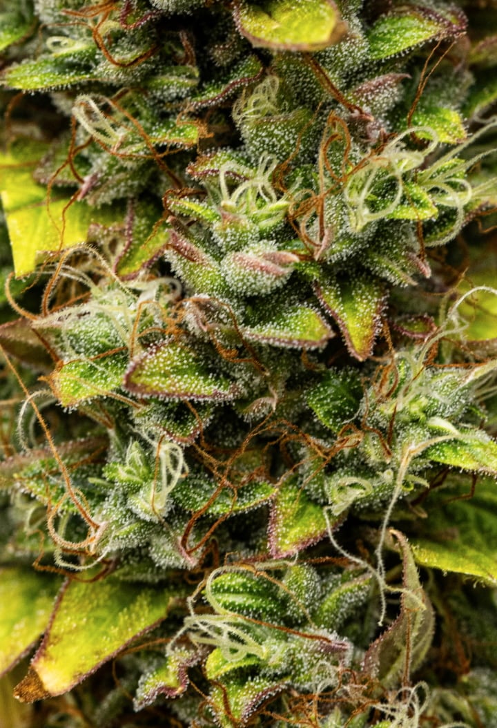 Nærbillede af Wedding Cake Auto cannabisbuds i uge 12 af grow reporten, med høstklare harpiksholdige blomster, tæt trikomedækning, orange pistiller og falmende blade fra sen blomstring.