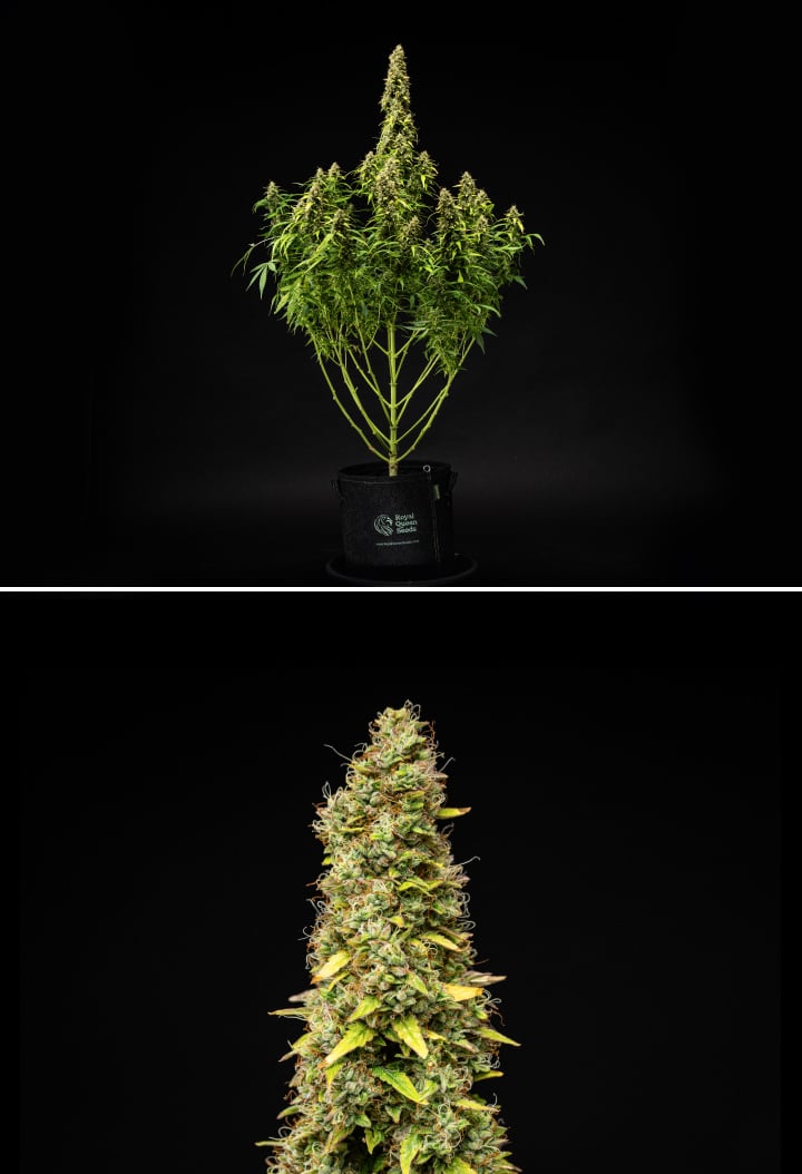 Wedding Cake Auto cannabisplante i uge 11 af grow reporten, med en høj moden struktur, tætte harpiksholdige buds, orange pistiller, falmende blade og endelig modning mod en sort baggrund.