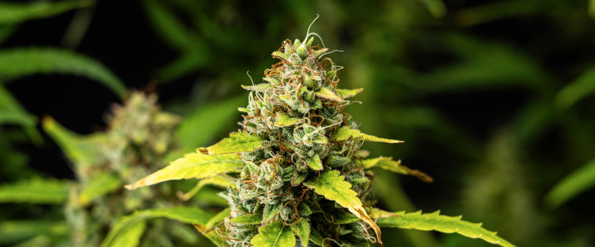 Nærbillede af Wedding Cake Auto cannabisbuds i uge 10 af grow reporten, med tætte harpiksholdige blomster, orange pistiller, frostklare trikomer og falmende blade fra sen blomstring.