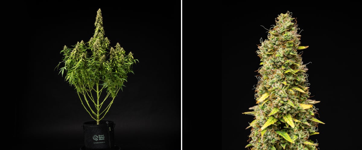 Wedding Cake Auto cannabisplante i uge 11 af grow reporten, med en høj moden struktur, tætte harpiksholdige buds, orange pistiller, falmende blade og endelig modning mod en sort baggrund.