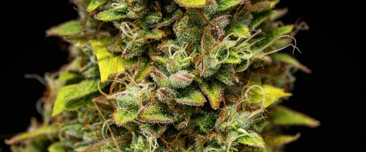 Nærbillede af Wedding Cake Auto cannabisbuds i uge 12 af grow reporten, med høstklare harpiksholdige blomster, tæt trikomedækning, orange pistiller og falmende blade fra sen blomstring.
