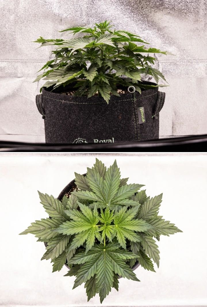 Wedding Cake Auto cannabisplante vokser i en stofpotte i uge 4 af grow reporten, med tidlige tegn på blomstring, kraftig vertikal vækst, sundt løv og hvide pistiller ved stængelknuderne.