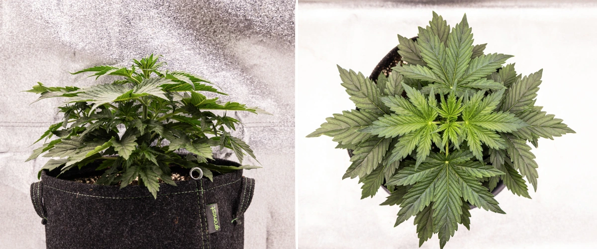 Wedding Cake Auto cannabisplante vokser i en stofpotte i uge 2 af grow reporten, med tæt vegetativ udvikling, brede grønne blade, kompakt struktur og sundt løv.
