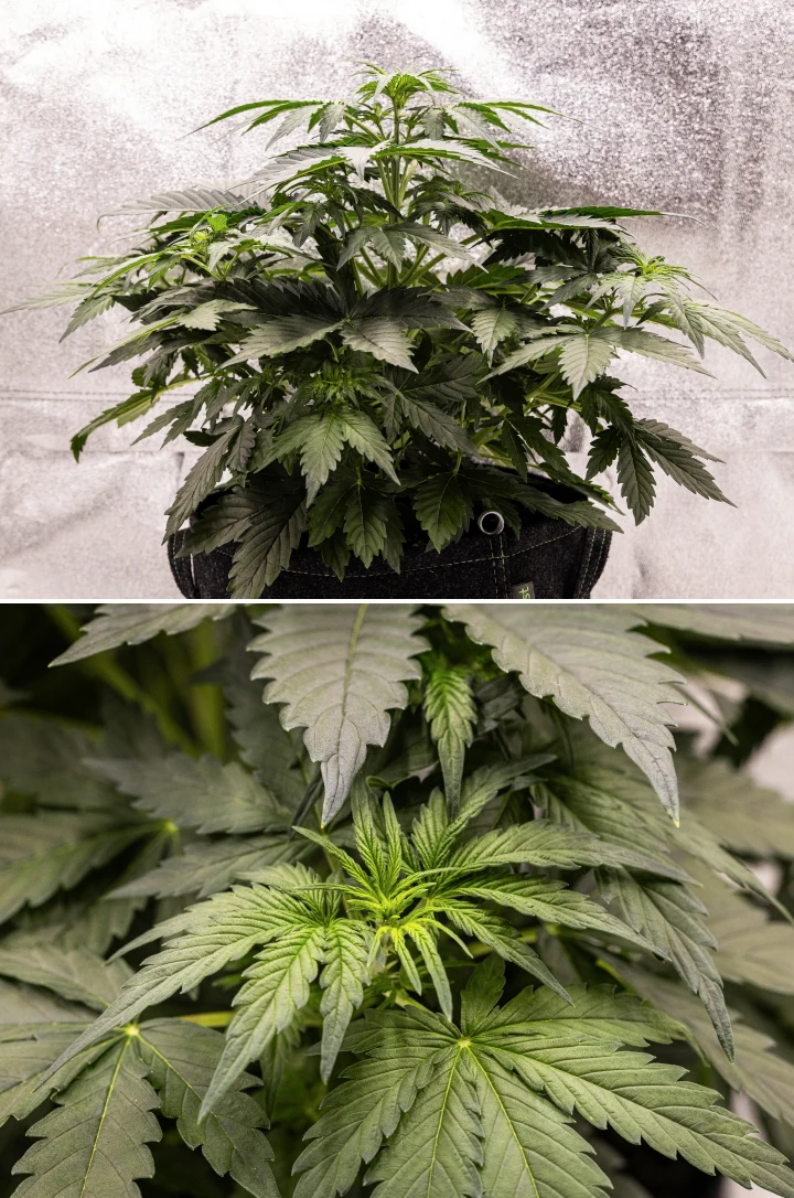 Wedding Cake Auto cannabisplante vokser i en stofpotte i uge 3 af grow reporten, med tæt grønt løv, kompakt busket struktur, ny topvækst og tidlig udvikling før blomstring.