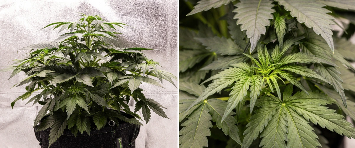 Wedding Cake Auto cannabisplante vokser i en stofpotte i uge 3 af grow reporten, med tæt grønt løv, kompakt busket struktur, ny topvækst og tidlig udvikling før blomstring.