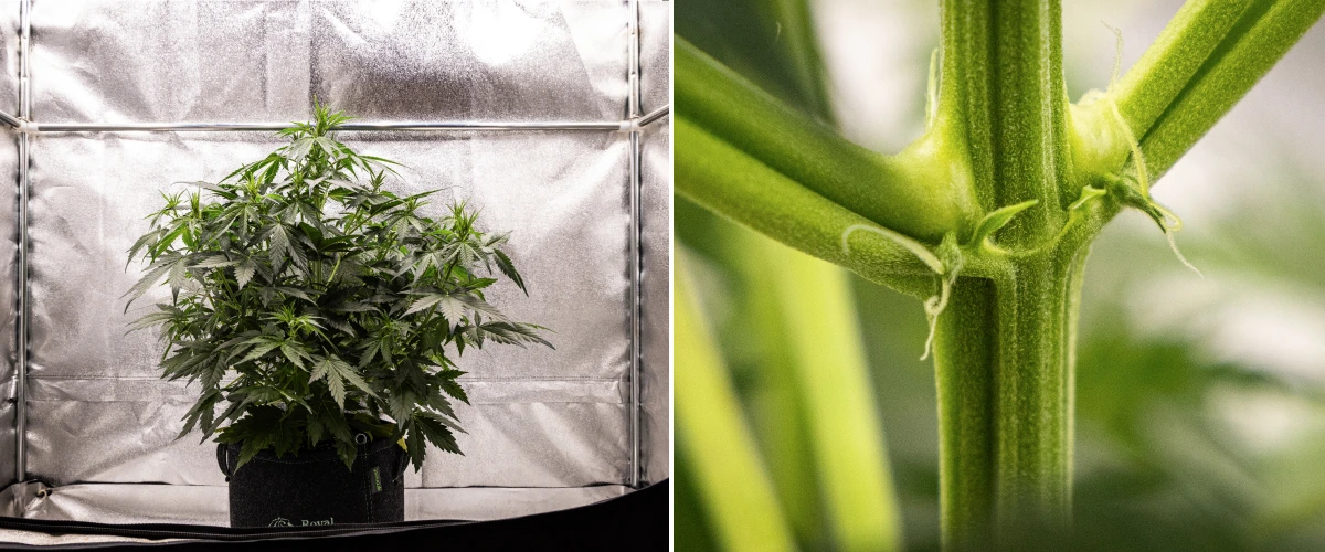 Wedding Cake Auto cannabisplante vokser i en stofpotte i uge 4 af grow reporten, med tidlige tegn på blomstring, kraftig vertikal vækst, sundt løv og hvide pistiller ved stængelknuderne.