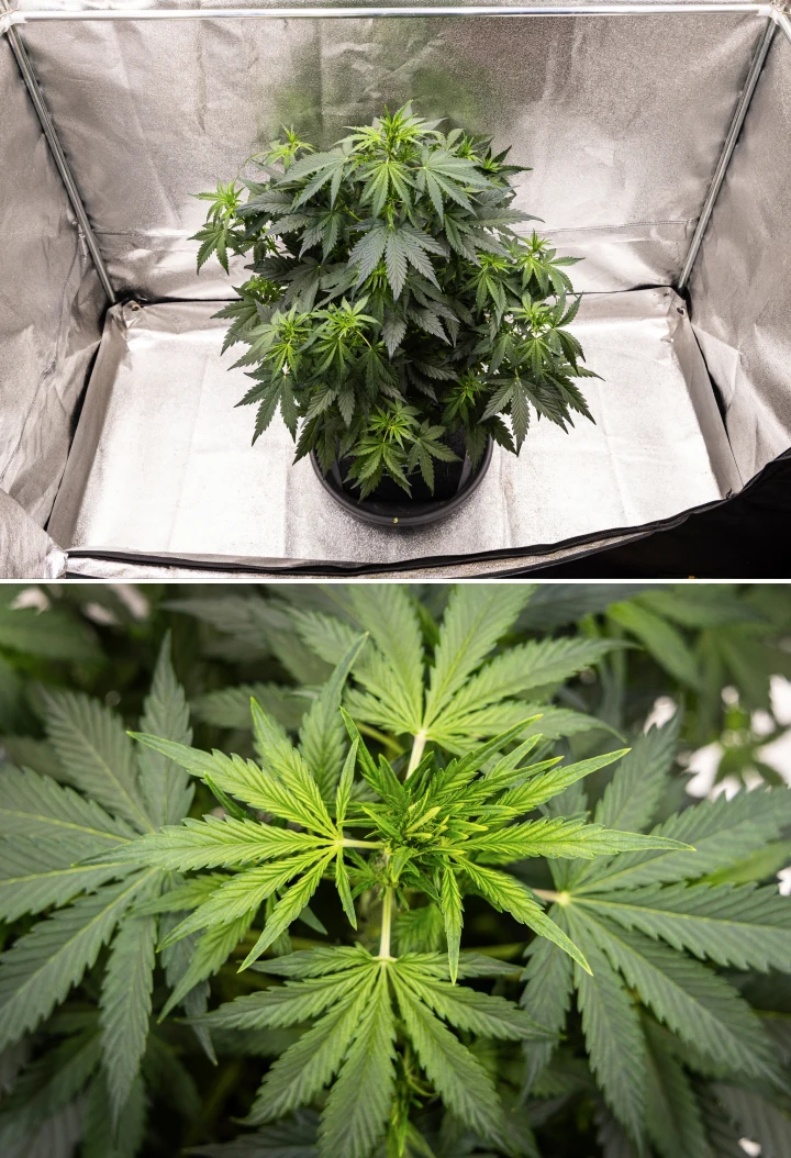 Wedding Cake Auto cannabisplante vokser i en stofpotte i uge 5 af grow reporten, med kraftig vertikal vækst, tidlig udvikling af buds, sundt grønt løv og flere blomstringssteder.