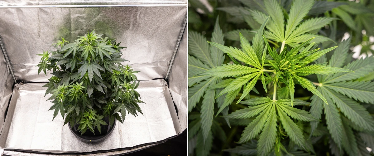 Wedding Cake Auto cannabisplante vokser i en stofpotte i uge 5 af grow reporten, med kraftig vertikal vækst, tidlig udvikling af buds, sundt grønt løv og flere blomstringssteder.