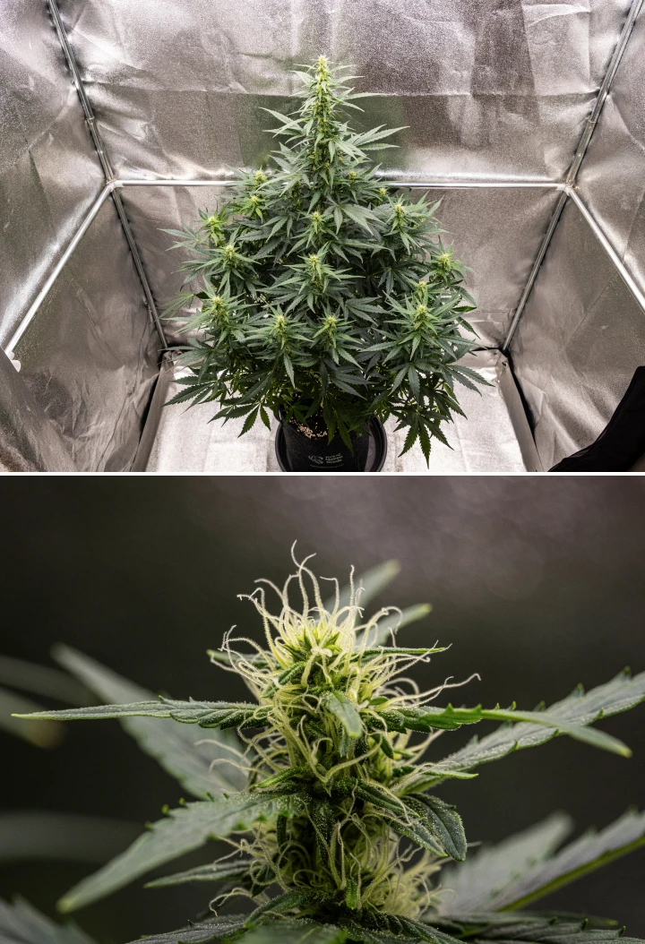 Wedding Cake Auto cannabisplante vokser i en stofpotte i uge 6 af grow reporten, med høj blomstringsvækst, udviklende buds, friske hvide pistiller og sunde grønne blade.