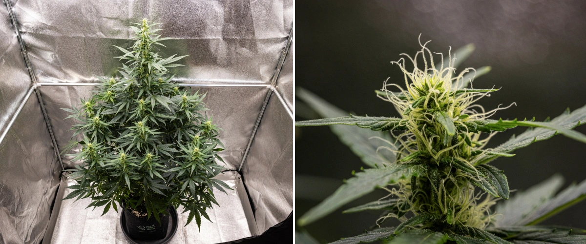 Wedding Cake Auto cannabisplante vokser i en stofpotte i uge 6 af grow reporten, med høj blomstringsvækst, udviklende buds, friske hvide pistiller og sunde grønne blade.