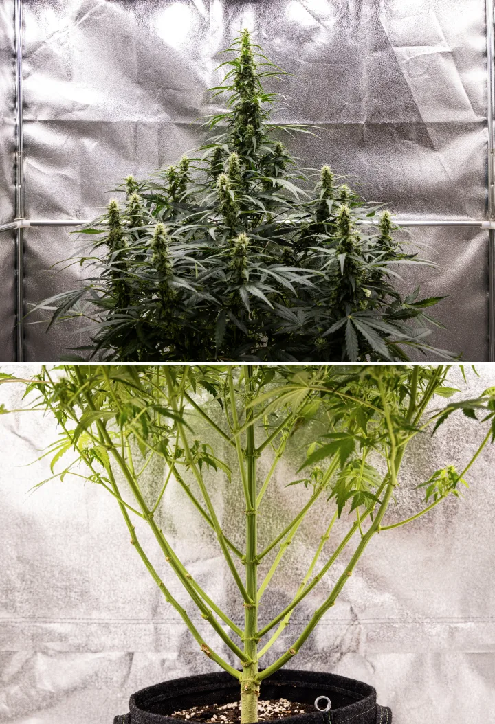 Wedding Cake Auto cannabisplante i uge 7 af grow reporten, med høje blomstrende colaer, stærk grenstruktur, beskåret nedre vækst, sunde stængler og udviklende buds.