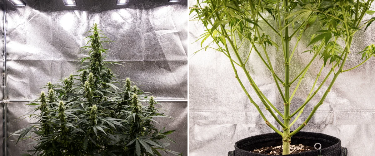 Wedding Cake Auto cannabisplante i uge 7 af grow reporten, med høje blomstrende colaer, stærk grenstruktur, beskåret nedre vækst, sunde stængler og udviklende buds.
