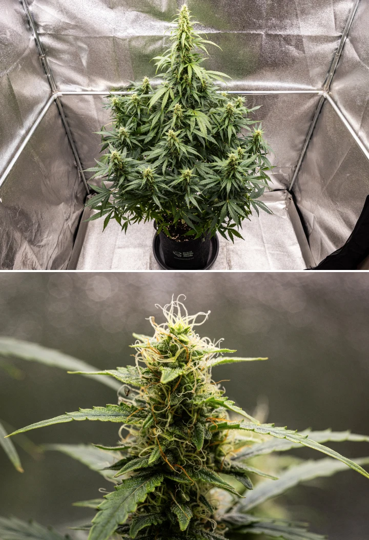 Wedding Cake Auto cannabisplante i uge 8 af grow reporten, med harpiksholdig udvikling af buds, hvide og orange pistiller, sunde sukkerblade og høje blomstrende colaer.