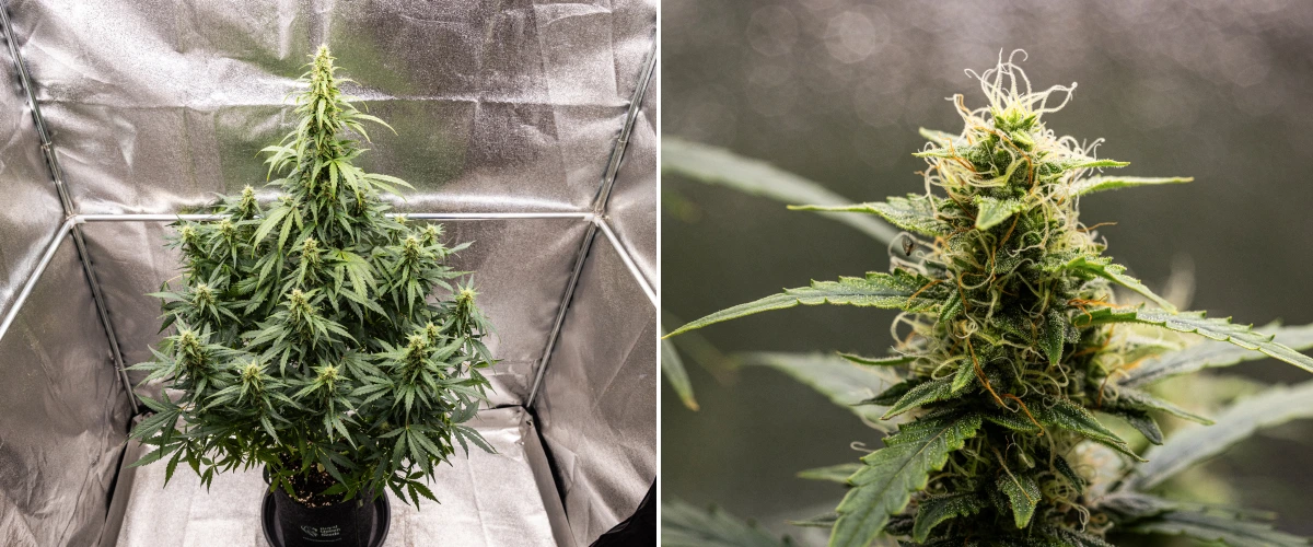 Wedding Cake Auto cannabisplante i uge 8 af grow reporten, med harpiksholdig udvikling af buds, hvide og orange pistiller, sunde sukkerblade og høje blomstrende colaer.