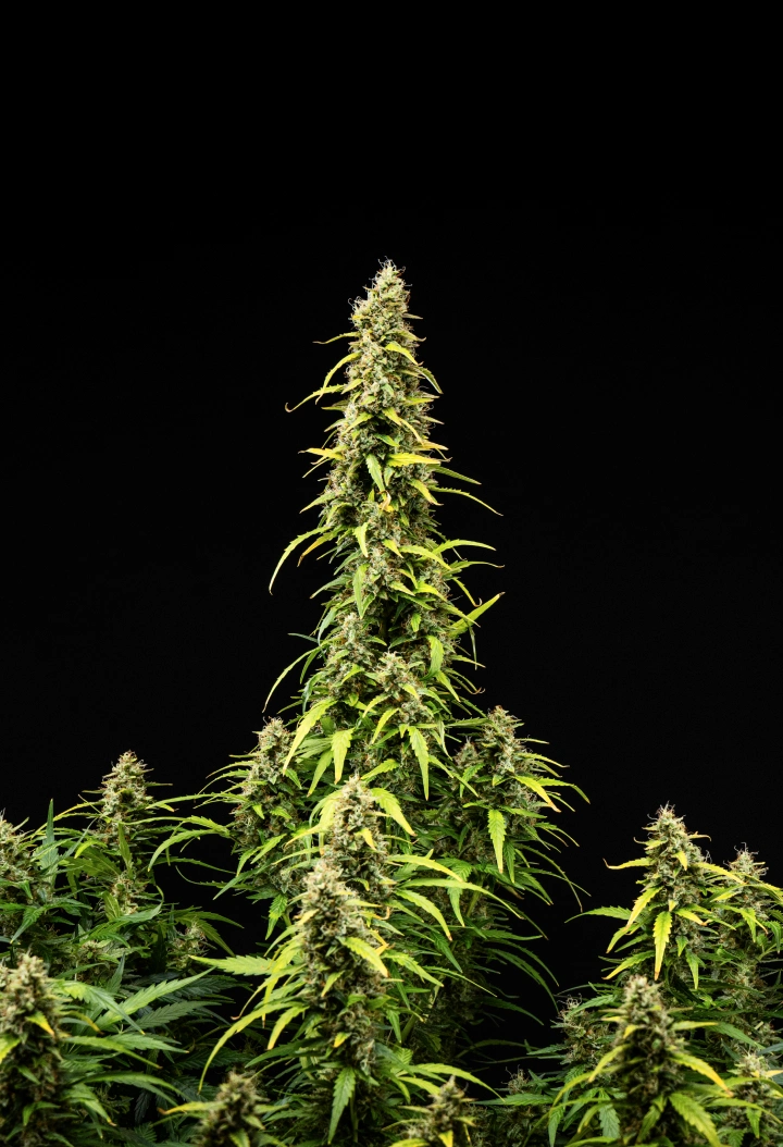 Wedding Cake Auto cannabisplante i uge 9 af grow reporten, med høje modne colaer, tætte harpiksholdige buds, falmende blade og endelig blomstringsudvikling mod en sort baggrund.