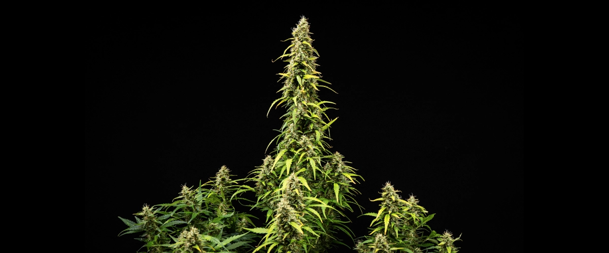 Wedding Cake Auto cannabisplante i uge 9 af grow reporten, med høje modne colaer, tætte harpiksholdige buds, falmende blade og endelig blomstringsudvikling mod en sort baggrund.