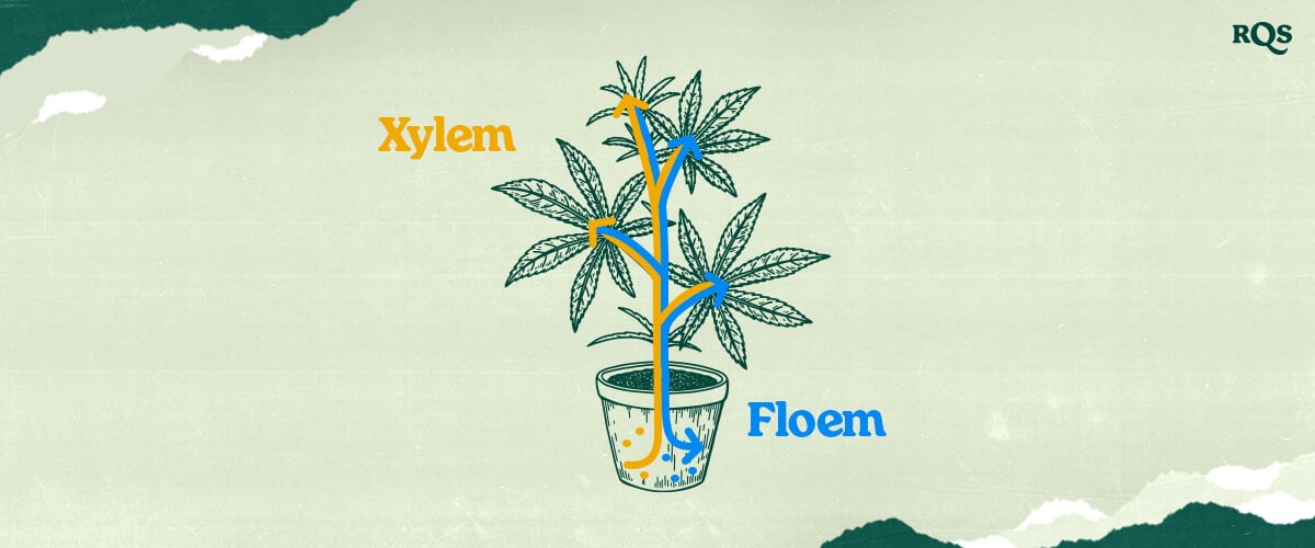 Forstå cannabis' xylem og floem! Denne illustration viser, hvordan vand og næringsstoffer (xylem - blå) og sukkerstoffer (phloem - orange) transporteres gennem marihuanaplanten. Lær om planters vaskulære systemer.