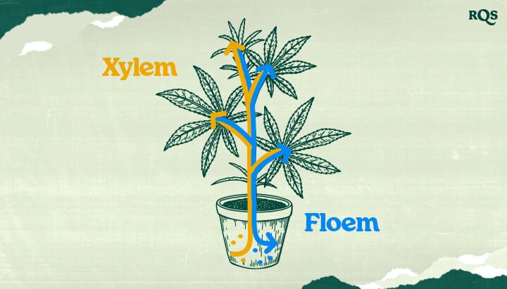 Forstå cannabis' xylem og floem! Denne illustration viser, hvordan vand og næringsstoffer (xylem - blå) og sukkerstoffer (phloem - orange) transporteres gennem marihuanaplanten. Lær om planters vaskulære systemer.