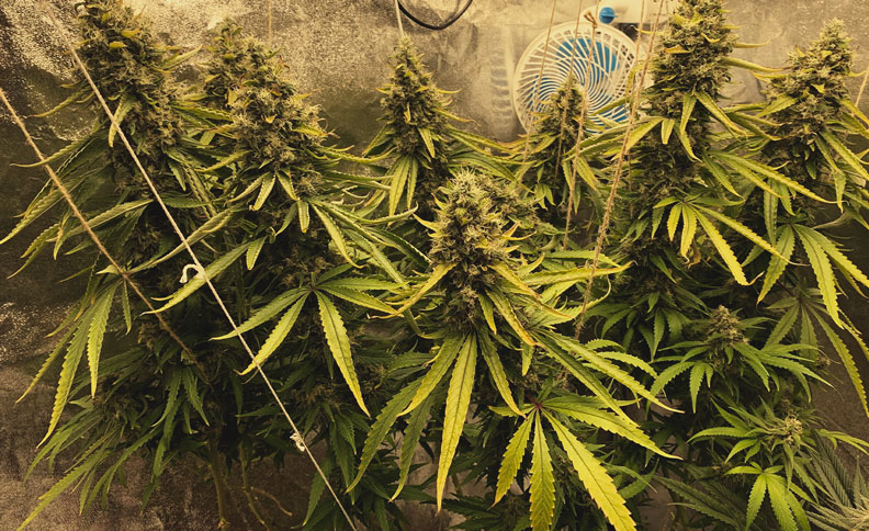 Amnesia Haze Amnesia Haze