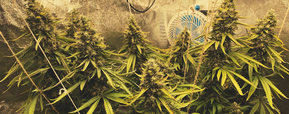 Amnesia Haze Amnesia Haze