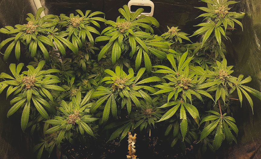 Blue Mystic Blue Mystic