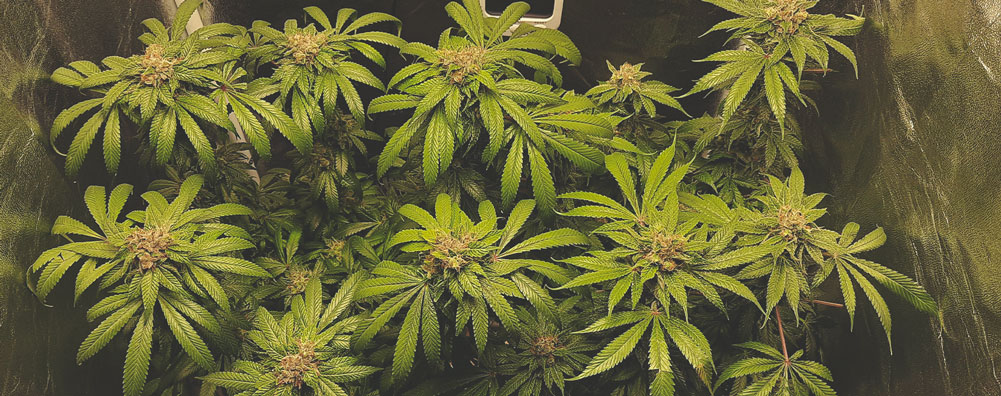 Blue Mystic Blue Mystic