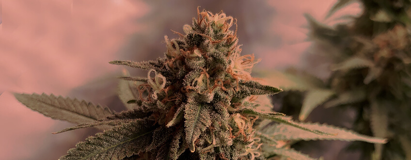 PISTILS DEVELOP A DARKER COLOUR PISTILS DEVELOP A DARKER COLOUR