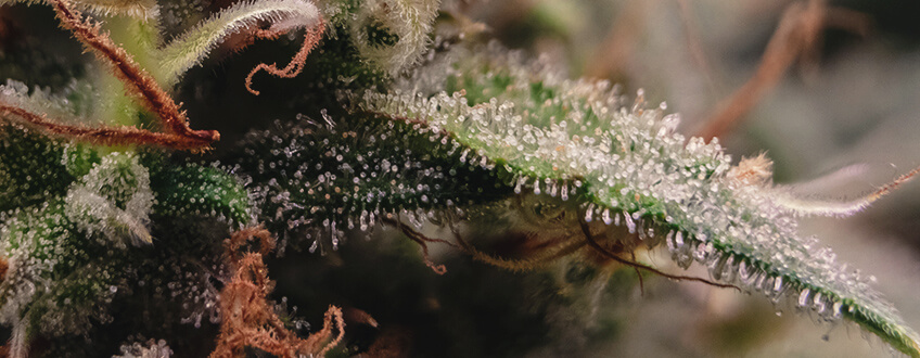 TRICHOMES BEGIN TO CHANGE IN APPEARANCE TRICHOMES BEGIN TO CHANGE IN APPEARANCE