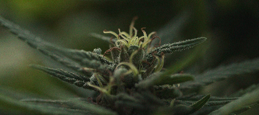 The Importance Of Pistils To Cannabis Growers