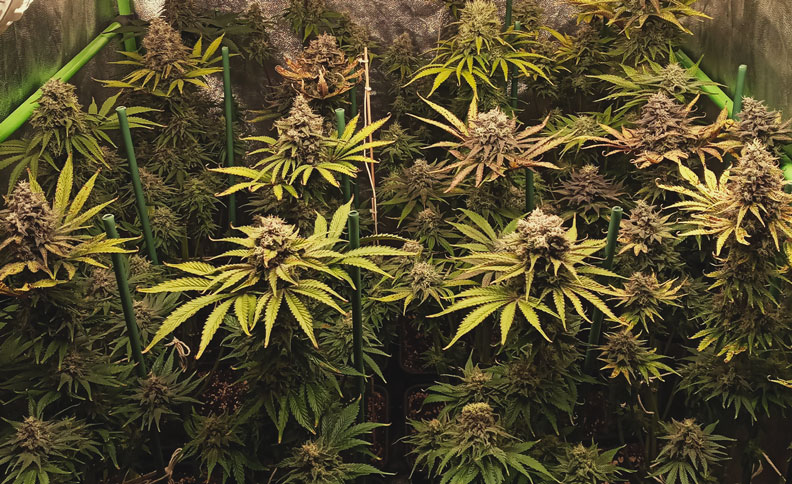 Chocolate Haze Chocolate Haze