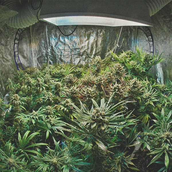 Què necessito per cultivar marihuana d'interior Què necessito per cultivar marihuana d'interior